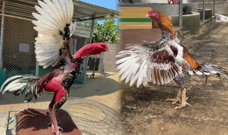 Hướng Dẫn Cách Chơi Đá Gà WS168 Tại GemBet Siêu Đỉnh Cao 1 Đá Gà WS168 Tại GemBet