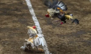 Đá Gà GA28 Tại GemBet