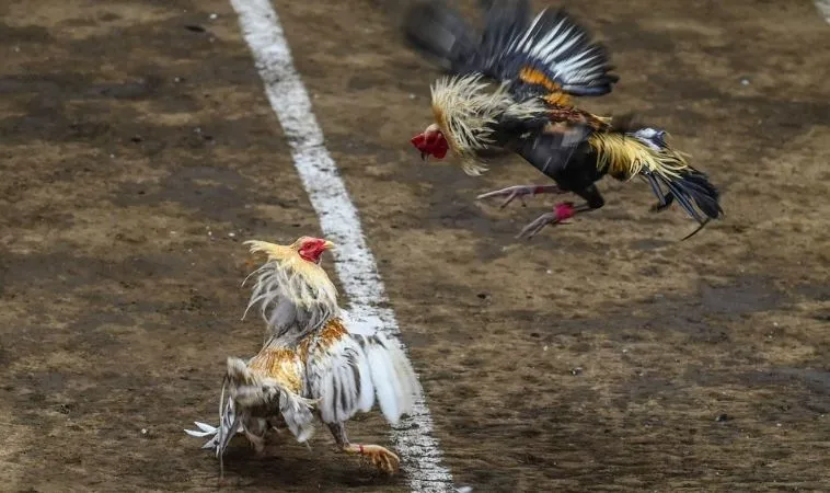 Đá Gà GA28 Tại GemBet