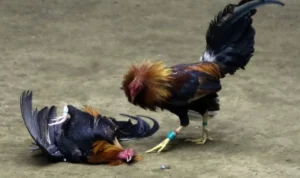 Đá Gà Sabong Tại GemBet